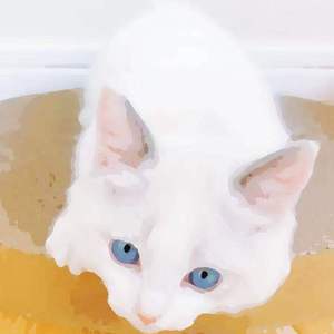 调教少妇在线观看
